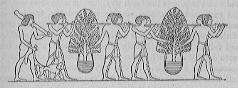 Men carrying sampling trees in baskets